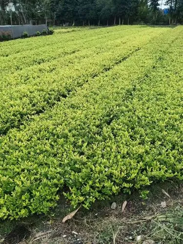 阳江园林绿化工程合同范本